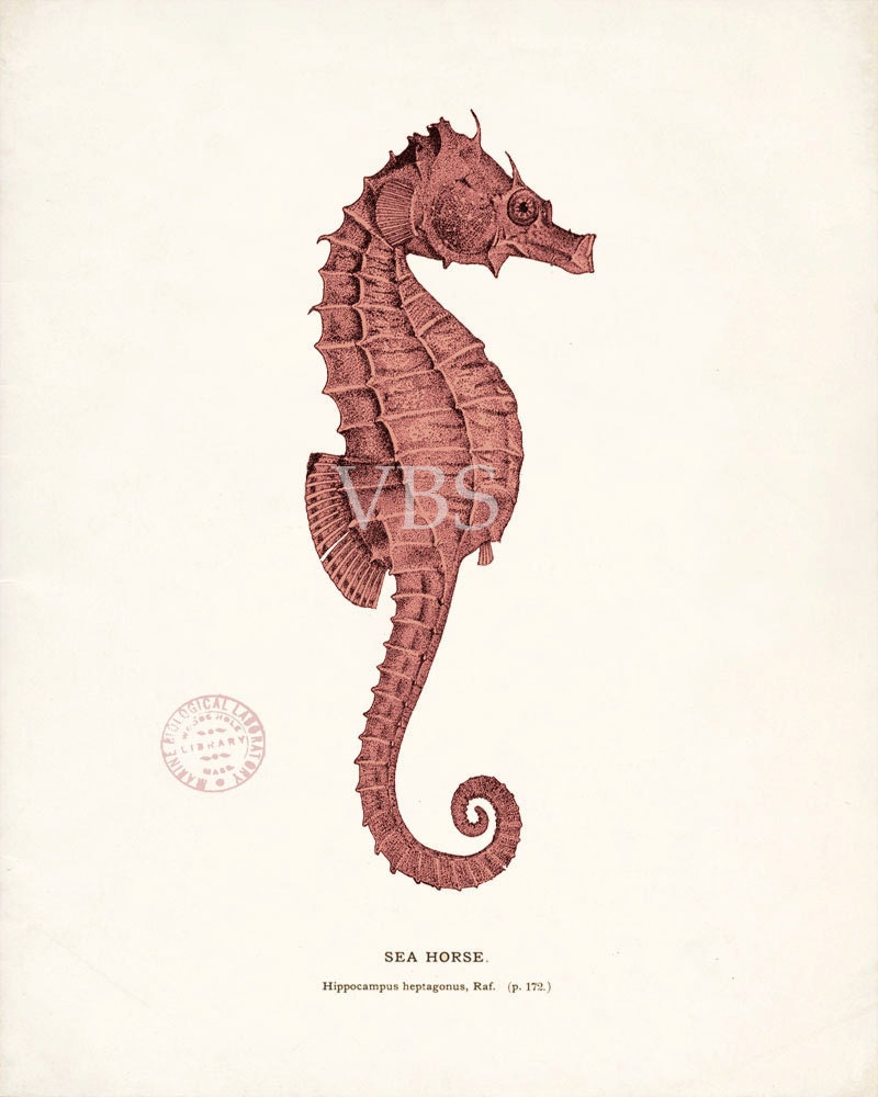 Vintage Red Sea Horse Natural History Art Print 8x10 sunset red