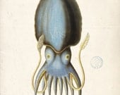 Vintage Cuttlefish Illustration - Natural History Cephalopod Wall Decor Print 8x10