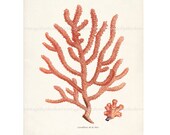 Antique Coral  Natural History Art Print No. 2 8x10 Bright Coral