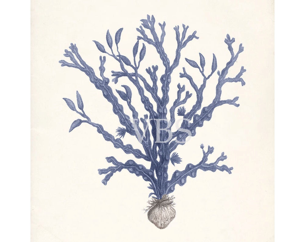 Vintage Sea Kelp Illustration No. 3 Beach Style Wall Decor Art Print 8x10 - Ocean Blue