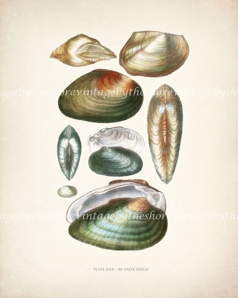 Vintage Sea Shell Natural History Wall Decor Print - Plate XXII  8x10