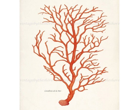 Antique Branch Coral Illustration - Natural History Wall Deocr Print 8x10 Bright Coral