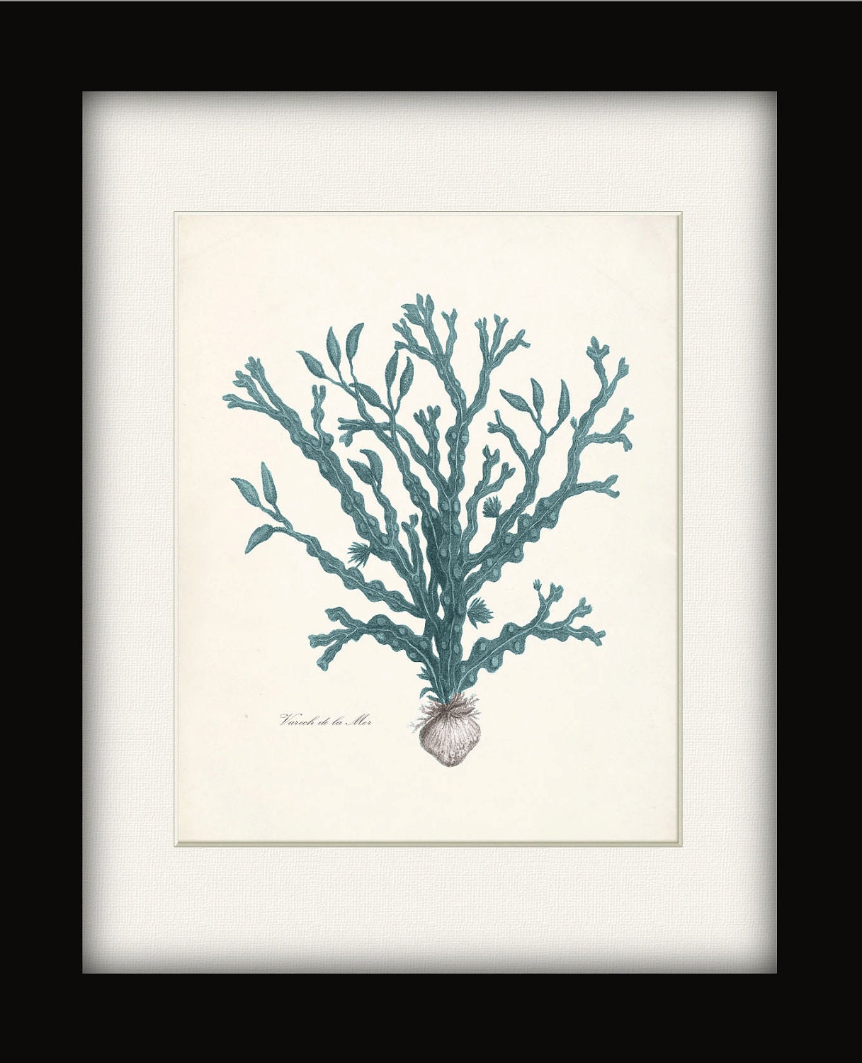 Vintage Sea Kelp Illustration No 3 Wall Decor Art Print 8x10 ocean teal