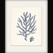 Antique Coral Illustration No. 4 Nautical Wall Decor Art Print 8x10 ocean blue