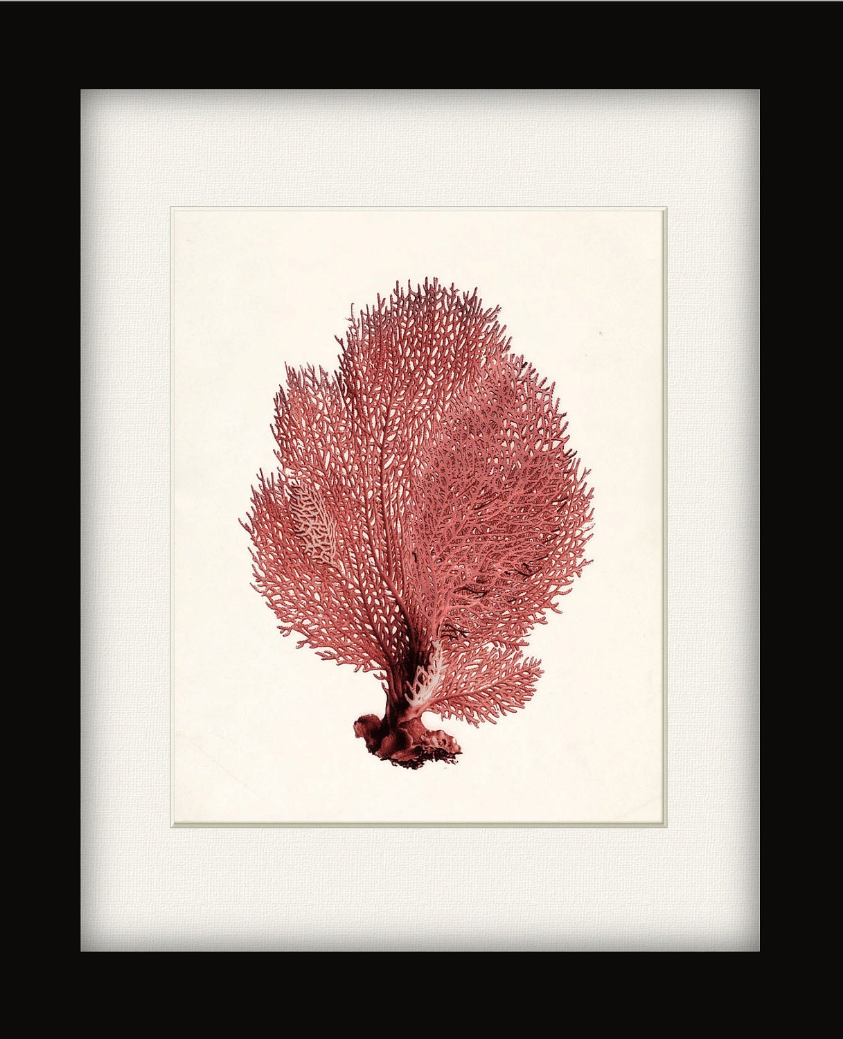 Vintage Sea Coral Illustration - Sea Fan Wall Decor Print 8x10 sunset red