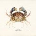 Vintage Box Crab Illustration Natural History Sea Life Wall Decor Art Print 8x10