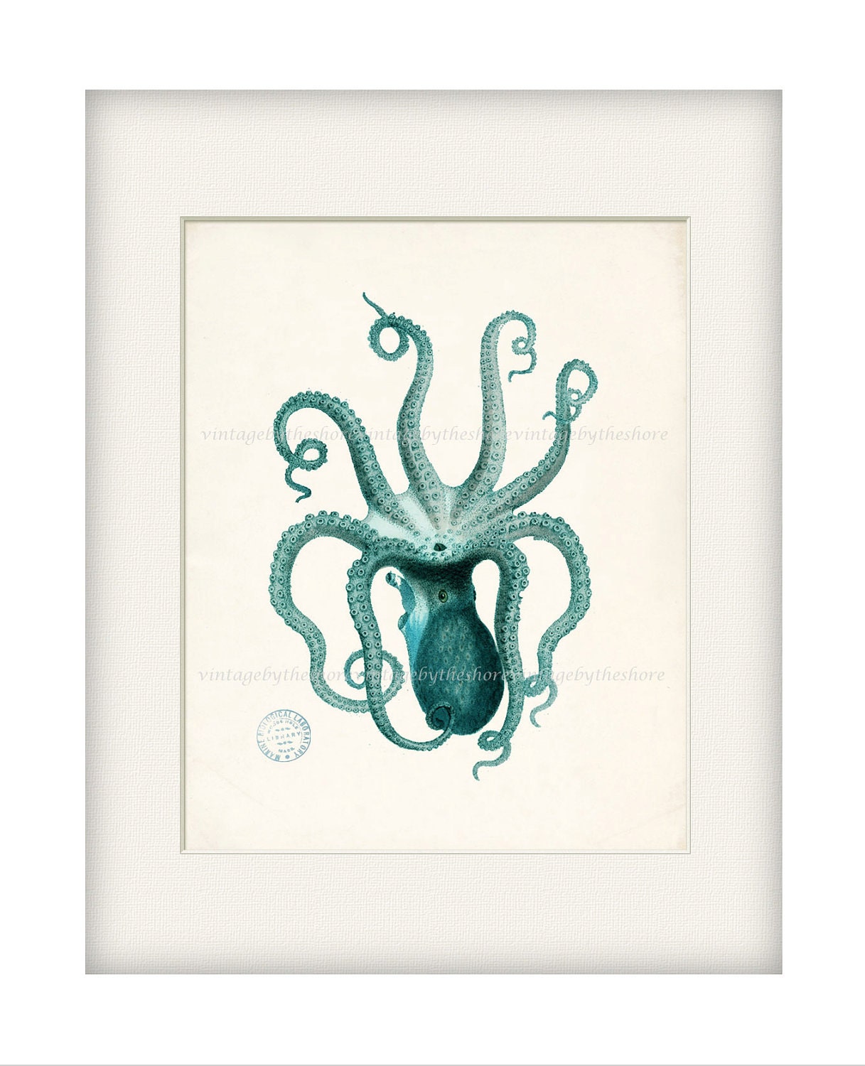 Vintage Teal Octopus Illustration - Natural History Wall Decor Digital Print, 8x10