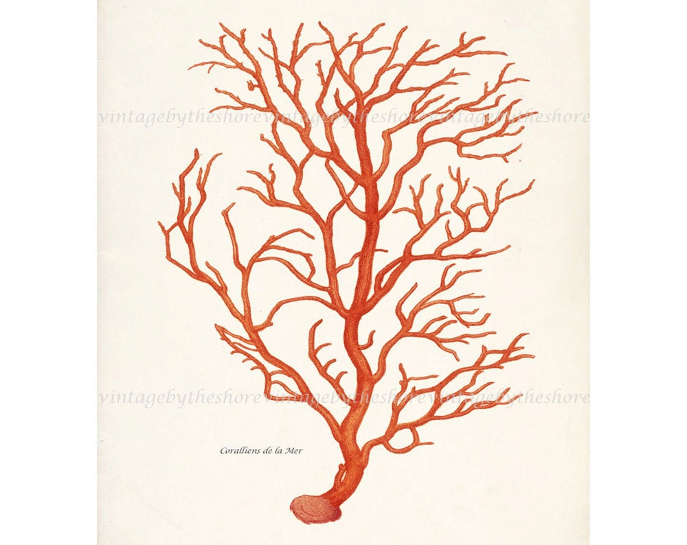 Antique Branch Coral Illustration - Natural History Wall Deocr Print 8x10 Bright Coral
