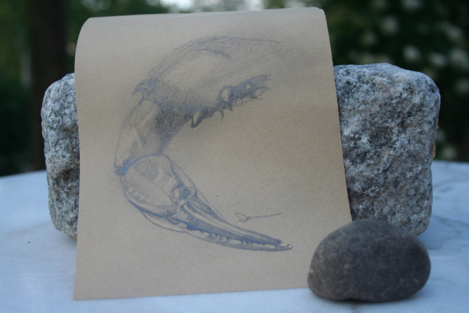 PRINT AVAILABLE ONLY - Sketch 13 - Holy Claw, It's Early - Over Morning Coffee August 2011 Series