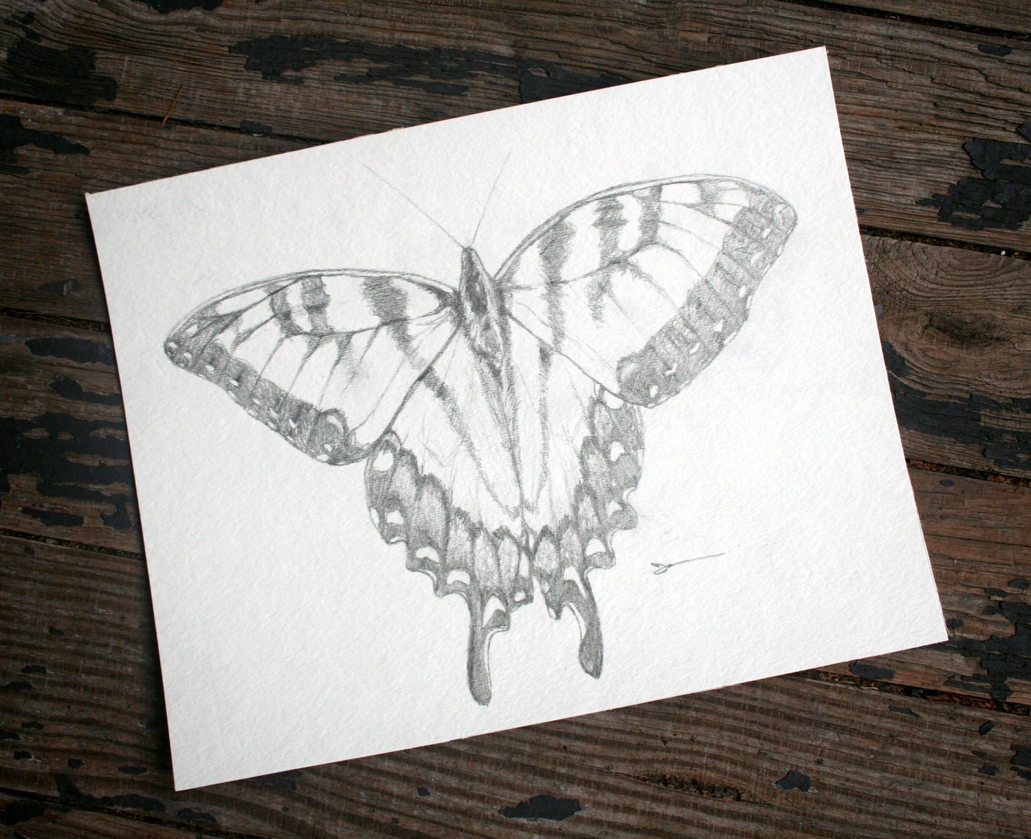 Butterfly 5" x 7" print