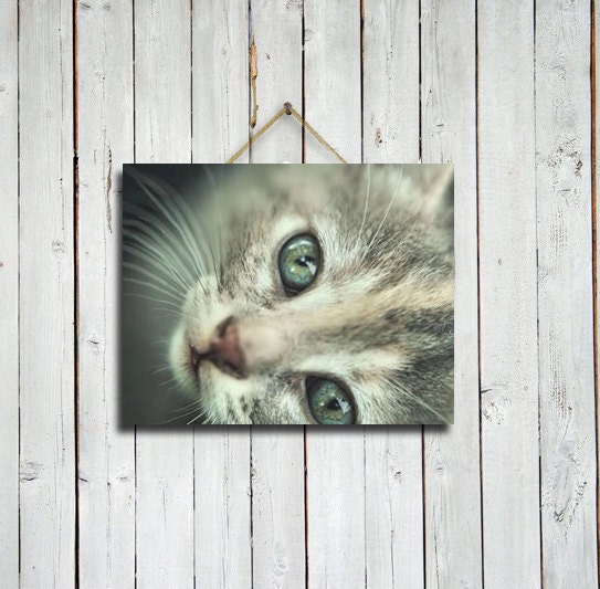 Bright Eyes - 11x14 print - Animal wall decor - Sage and grey wall decor - Sage wall art - Cat wall decor - Cat wall art.