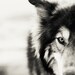 The Wolf -  Wolf decor - Black and White wolf - Wolf dog photo - Wolf photography