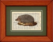 Dictionary Art Print - Hedgehog - 6 3/4" x 9 3/4" Art Print on Upcycled Dictionary Page