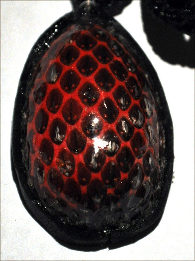 Dragon Hide Pendant- Pakistan Black Cobra