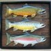 Brown, Brook, Rainbow trout 3-D folk art wood carvings in shadow box type frame.Hand painted original artwork