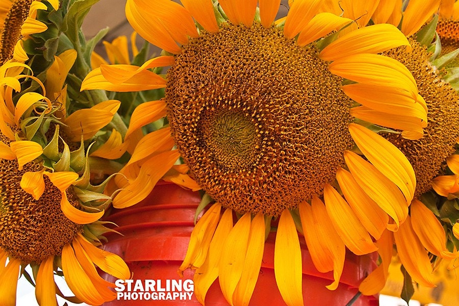 Texas Photography - Farmers Market - Bucket of Sunflowers - Marigold - Yellow Orange - 8x10 Fine Art Photography Print