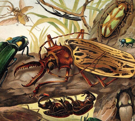 Antique Insects Lithograph 1923 Bugs Coleoptera Non-European Exotic
