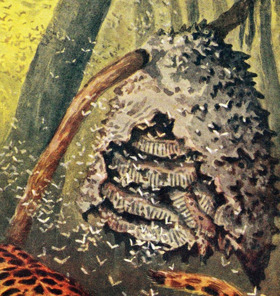 Jaguar Attacking a Wasp Nest Vintage Print 1950s Theo Carreras