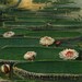 Antique Botanical Print Water Lilies Lotus Flowers 1892 Lithograph by Ernst Heyn    Victoria Regia