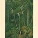 1892 Antique Botanical Print Ghost Orchid (Epipogium aphyllum)  Color Lithograph