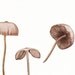 Coprinoid Fungi Mushrooms Vintage Print 1948 to Frame