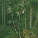 1892 Antique Botanical Print Ghost Orchid (Epipogium aphyllum)  Color Lithograph