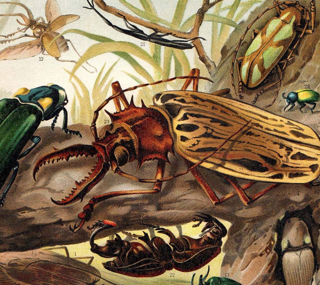 Antique Lithograph of Beetles, Coleoptera Print, Non-European Exotic