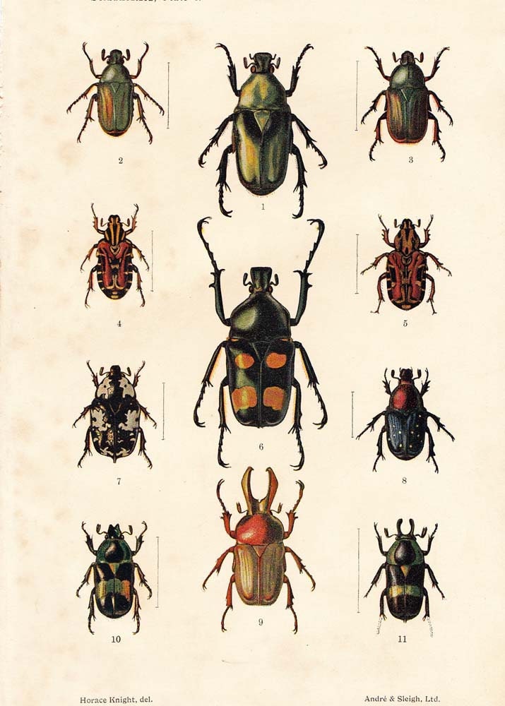 1910 Vintage Scarabs Color Lithograph, Beetles Print, Coleoptera Lamellicornia