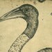Vintage Bird Print Stork Sketch Drawing, Art Print, Jabiru Maranhao Brazil