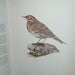 Vintage 1964 Color Drawn Plate Illustrated British BIRD Book Finch Swift Tit Shrike Warbler Thrush Ouzel nightingale Sparrow Wren Robin Art