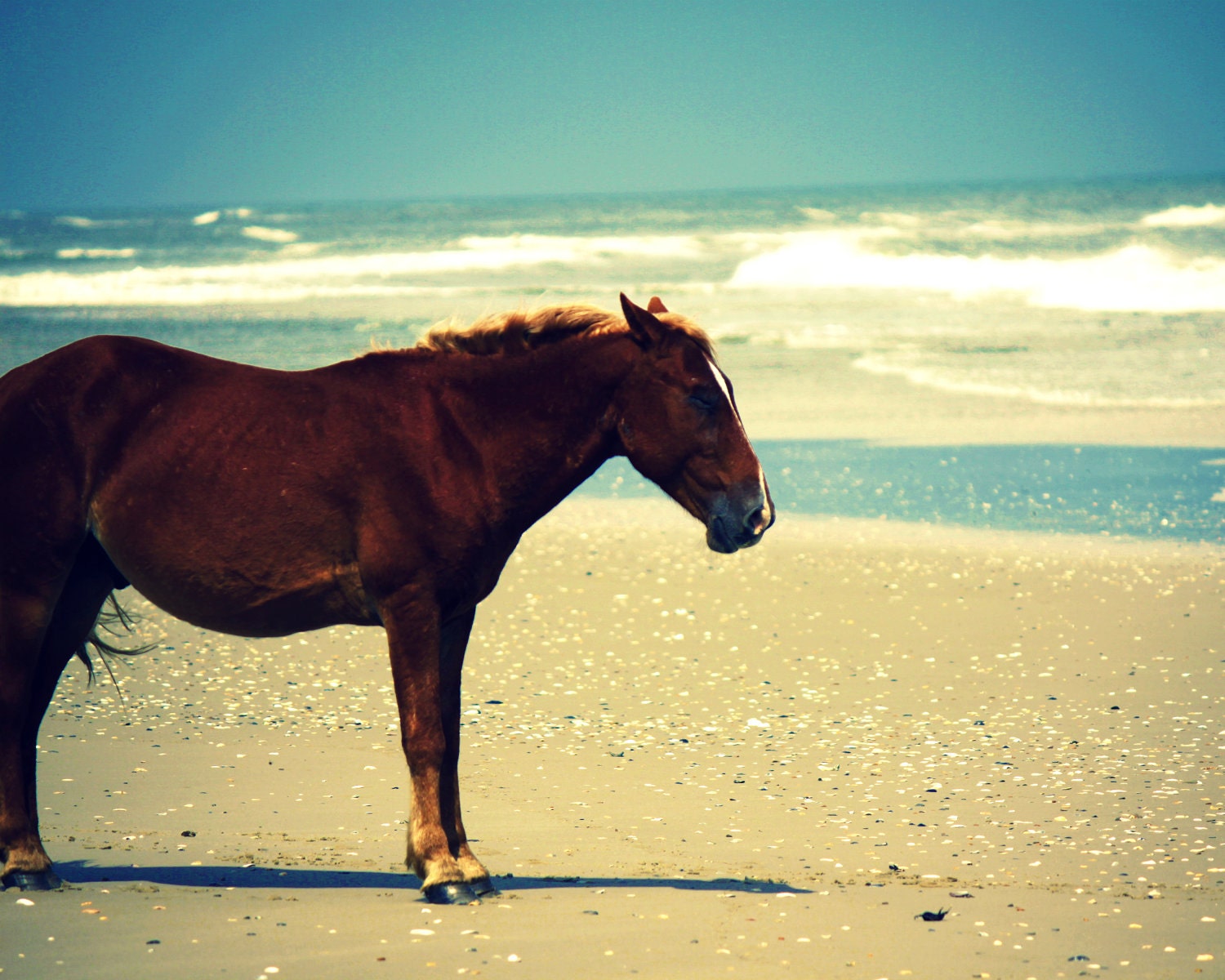 Horse Photography. Wild Horse on Outer Banks Beach. Blue Ocean Waves and Horse. Beach Decor Photo Art Print - Sleepy