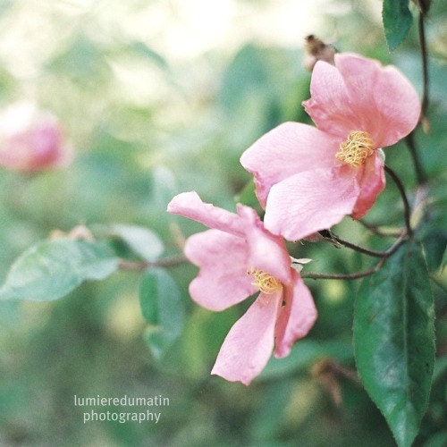 Green emerald pink flowers film photo  pastel french home decor   - Let your soul bloom - film print 5 x 5 - LumiereDuMatin
