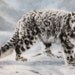 World's Most Magnificant Cats Charles Frace 1991 "Fleeting Encounter"