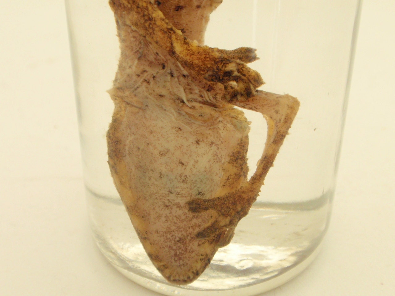 Wet Specimen Mossy Leaftail Gecko Uroplatus Sikorae