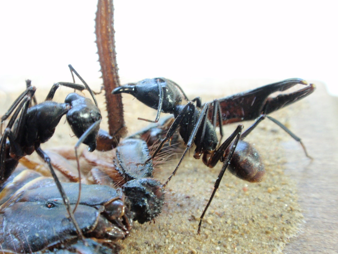 Oh Yeah, You and What Army, Scorpion Attacked By Ants