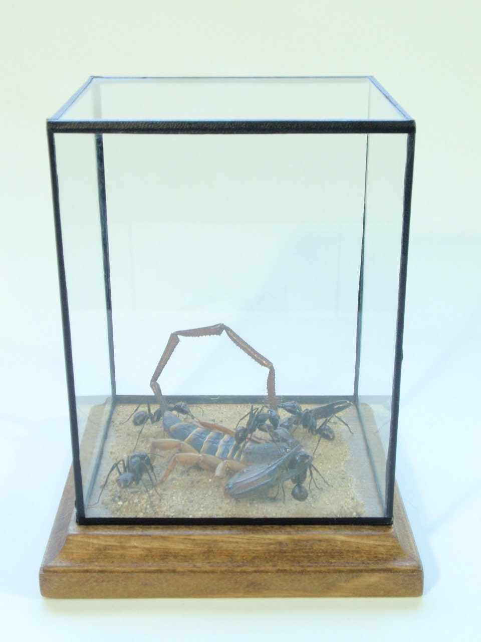 Oh Yeah, You and What Army, Scorpion Attacked By Ants