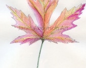 Fall Colors - Fine Art Card - Part of the "Fall Leaves Collection"
