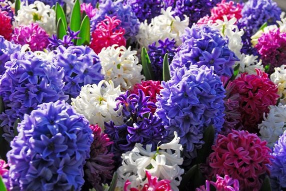 Hyacinth reed diffuser oil