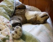 Tabby cat notecard - cat relaxing under floral quilt, little cat feet, sleeping cat, cat nap - DabHands