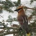 Needle Felted Bird - Cedar Waxwing