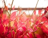 Autumn Fire - fine art print picture wall decor red orange natural history romantic cozy woodland love forest park botanical fall photograph