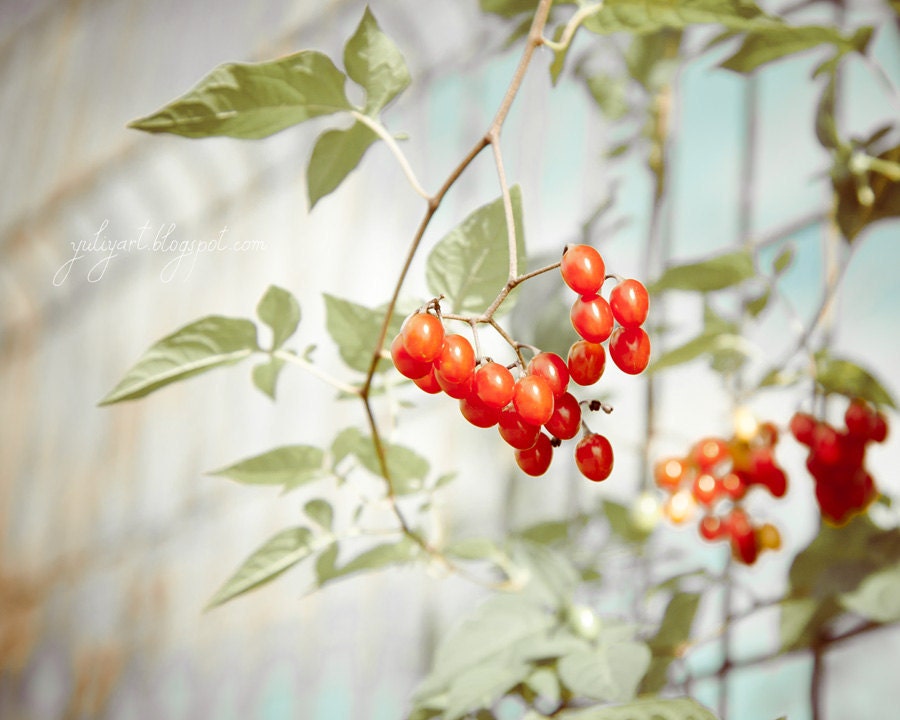 Wild Berries - fine art photo print nature red botanical red green plant forest woodland garden home decor  romantic picture