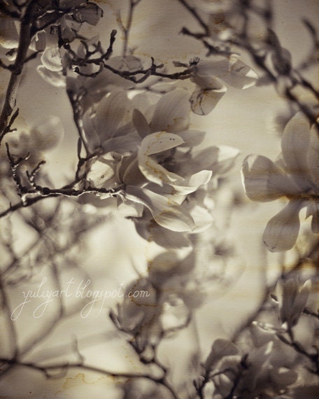 Retro Magnolia - steampunk photo print vintage old aged rustic photograph botanical decor flower Victorian goth blossom bloom nature