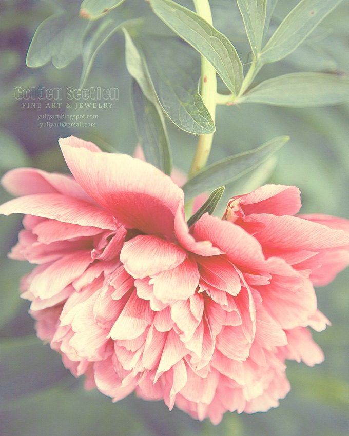 Pink Peony dreamy romantic photograph valentine gift for her home decor wall art flower blossom mint green botanical shabby chic love woman