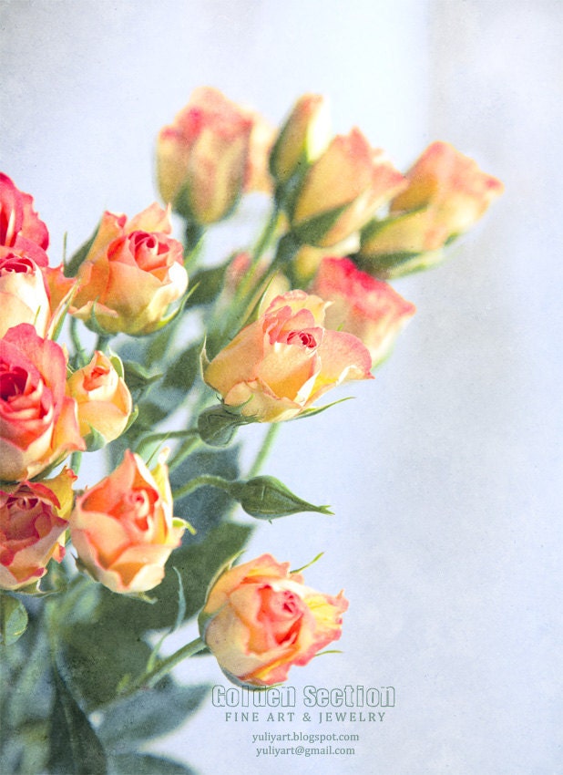 Photo Print - Sunny Roses- photography flower blossom pink gift wall decor