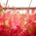 Autumn Fire - fine art print picture wall decor red orange natural history romantic cozy woodland love forest park botanical fall photograph