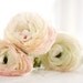 Ranunculus postcards - dreamy flower photography romantic gift for her nursery decor luxury statement pale pink botanical sunshine white