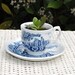 In door jade plant in chabby chic blue and white tea cup and saucer garden tea party novel idea