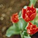 Springtime Tulips