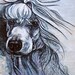 Standard Poodle White 8x10 Print